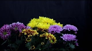 Chrysanthemum indicum  Chrysanthemen Chrysanthemums [upl. by Falconer]