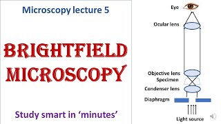 Bright field microscope  working principle  Advantages disadvantages  Microscopy lecture 5 [upl. by Ime408]