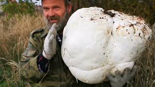 Гигантский гриб шампиньон дождевик Calvatia gigantea  ЛИКОПЕРДОН или Лангермания гигантская [upl. by Rann]