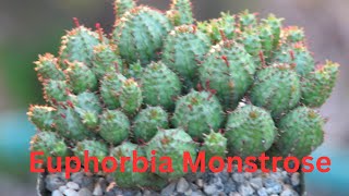 Exploring the Unique World of Euphorbia Monstrose A Gardeners Guide [upl. by Yee564]