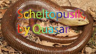 A scheltopusik is a legless lizard [upl. by Lebazej]