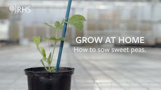 How to sow Sweet Peas  Grow at Home  RHS [upl. by Catharine213]