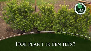 Hoe plant ik een Ilex crenata [upl. by Eisdnyl]