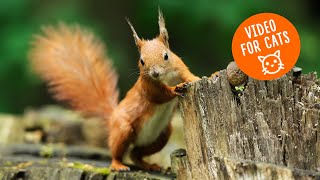 Cat TV Squirrels  Relaxing Videos For Cats with Squirrels and Nature Sounds 🐿️ [upl. by Yung]