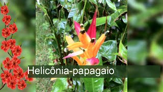 Helicôniapapagaio  Heliconia psittacorum [upl. by Papst]