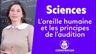 Loreille humaine et les principes de laudition  Sciences  1re  Les Bons Profs [upl. by Aretak201]