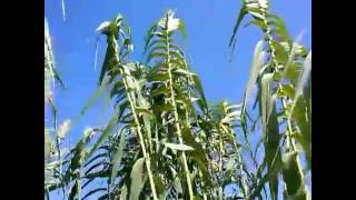 Arundo donax L medicinal plant [upl. by Irwinn495]