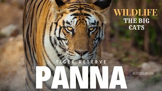 Panna Tiger Reserve  We Saw 6 Tigers  The Safari of a Lifetime [upl. by Robenia]