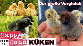 Das große KÜKENSPEZIAL mit 20 verschiedenen Hühnerrassen im Vergleich zu den Küken HAPPY HUHN E291 [upl. by Herahab571]