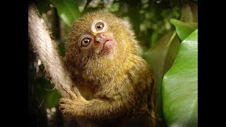 Pygmy Marmoset  Funny Little Monkey [upl. by Akilegna527]