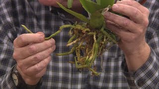 Repotting Grocery Store Orchids [upl. by Hanala]