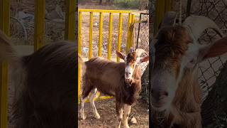 3 Toggenburg Goats at Memon Goat Farm Vasai Mumbai [upl. by Gelasius483]