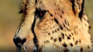 Cheetah Wildlife Channel  Photos of Africa [upl. by Ardene]