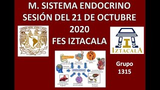 M Sistema Endocrino Sesión del Miércoles 21 de Octubre del 2020 [upl. by Killie]