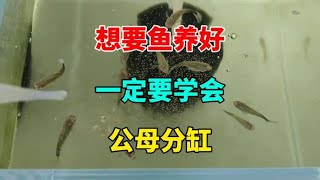 想要好看的孔雀鱼，一定要学会公母分缸，这样生出来的鱼会更好看 [upl. by Calderon]