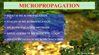 Micropropagation  Its methods stages applications and disadvantages  Clonal propagation [upl. by Ranique]