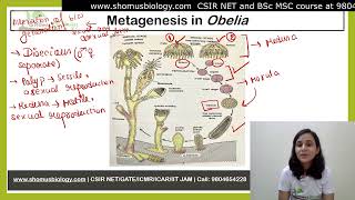 Metagenesis in Obelia [upl. by Els814]