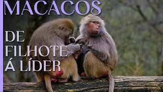 De Filhote a Líder A Fascinante Jornada dos Macacos [upl. by Caffrey]