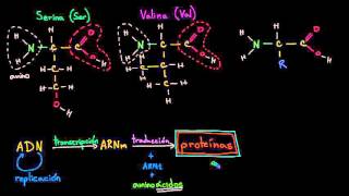 Introducción a los aminoácidos  Macromoléculas  Biología  Khan Academy en Español [upl. by Roddy670]