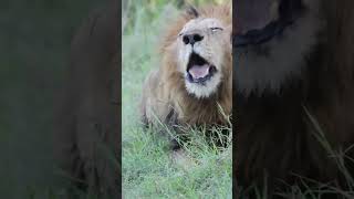 Lions Roaring Up Close [upl. by Barrie]