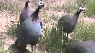 Male Guinea Fowl Sounds [upl. by Niak]