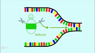 Die Replikation der DNA [upl. by Retsim]