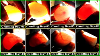 Candling Chicken Eggs Day 1 to 21  Cardboard Box Incubator  Birds Palace [upl. by Merilyn]