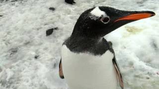 Pinguin  Antarktis Reise mit der Bark Europa [upl. by Telfer]