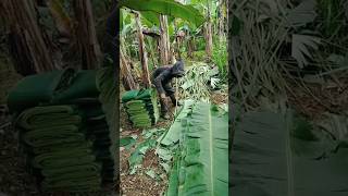 Special uses of Thai banana leaves funfacts [upl. by Vania]