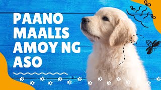 SAFE MURA amp EASY WAY PARA MAALIS MABAHO AMOY NG ASO  MUNTING KENNEL [upl. by Pope]