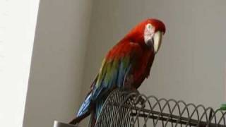 Guapo the talking Green Wing Macaw Part 1 [upl. by Alano]