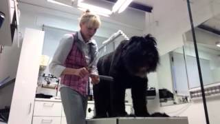 Briard im Hundesalon CF Expert [upl. by Welby822]