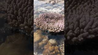 Acropora hemprichii pink coral live shorts youtubeshorts [upl. by Kyl]