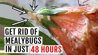 How to Get rid of Mealybugs on Plants Naturally Fast amp Organic Way [upl. by Annawal299]