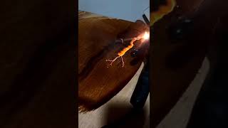 ⚠️Lavat Lichtenberg Wood Burning Machine [upl. by Pollyanna]