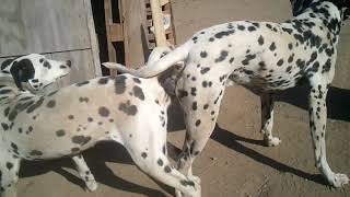 sbs동물농장 점순이 교배영상 Dalmatian crossbreeding quotJumsoon quot third story [upl. by Marsiella]