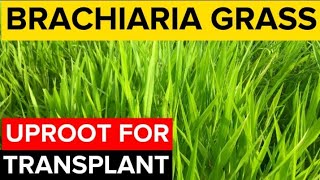 How To TRANSPLANT Brachiaria Grass  Mulato Grass [upl. by Ruder]