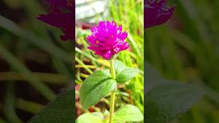 gomphrena grown from seed [upl. by Yttisahc]