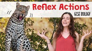 REFLEX ACTIONS GCSE Biology 91  Combined Science Revision amp Qs [upl. by Eedissac]