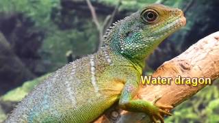 Biology  5 classes of Vertebrates  Overview  Diversity in Living Organisms  English [upl. by Notslar]