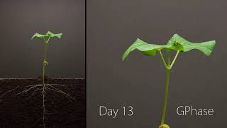 Bean Time Lapse 25 days Geotropismo [upl. by Flavius961]