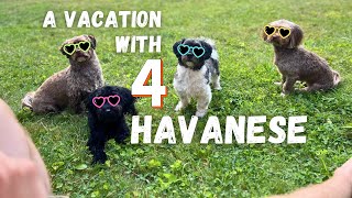 A Vacation with 4 Havanese Pups [upl. by Neleag]