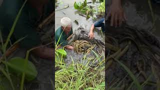 Amazing Eel Trap Technique 😱 eel [upl. by Eecal520]