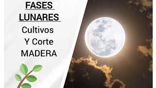 INFLUENCIA DE LA LUNA en los CULTIVOS y al momento de CORTAR MADERA vidaenelcampo luna cultivos [upl. by Asenaj]