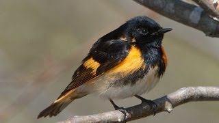 American Redstart Portrait [upl. by Nuhsyar]