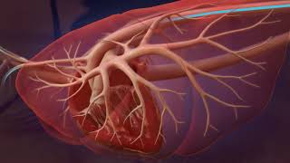 Heartworm Life Cycle for Professionals [upl. by Querida334]