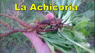 Achicoria común [upl. by Rey383]