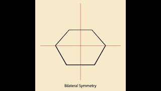 Bilateral Symmetry Regular Hexagon [upl. by Godding]