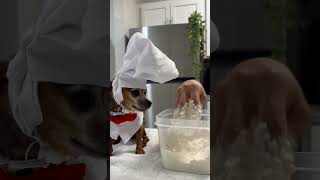 RECEITA DE PASTEL COM 3 INGREDIENTES pinscher receita gastronomia pets [upl. by Eedrahs]