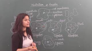 Nutrition in AmoebaNutrition in unicellular organisms [upl. by Geer]